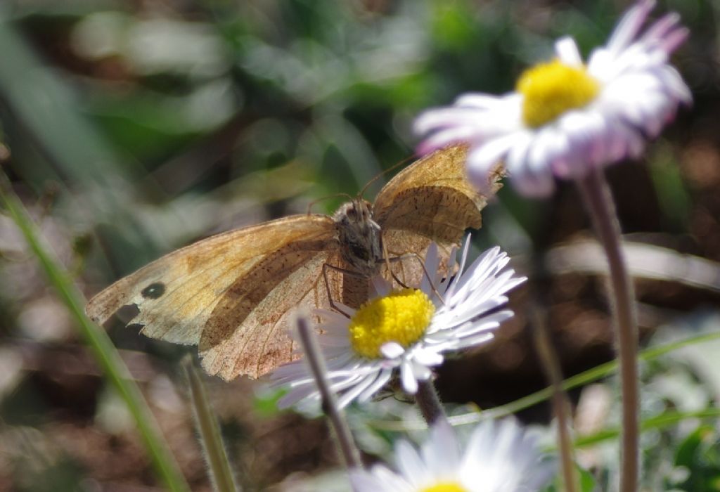 Maniola jurtina